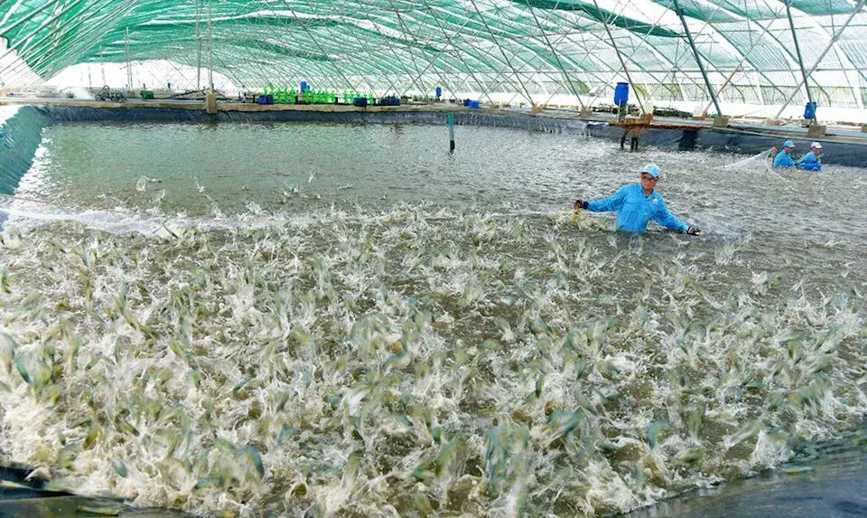 Liên kết “3 nhà” ngành thủy sản: Niềm tin mạnh hơn mọi bản hợp đồng