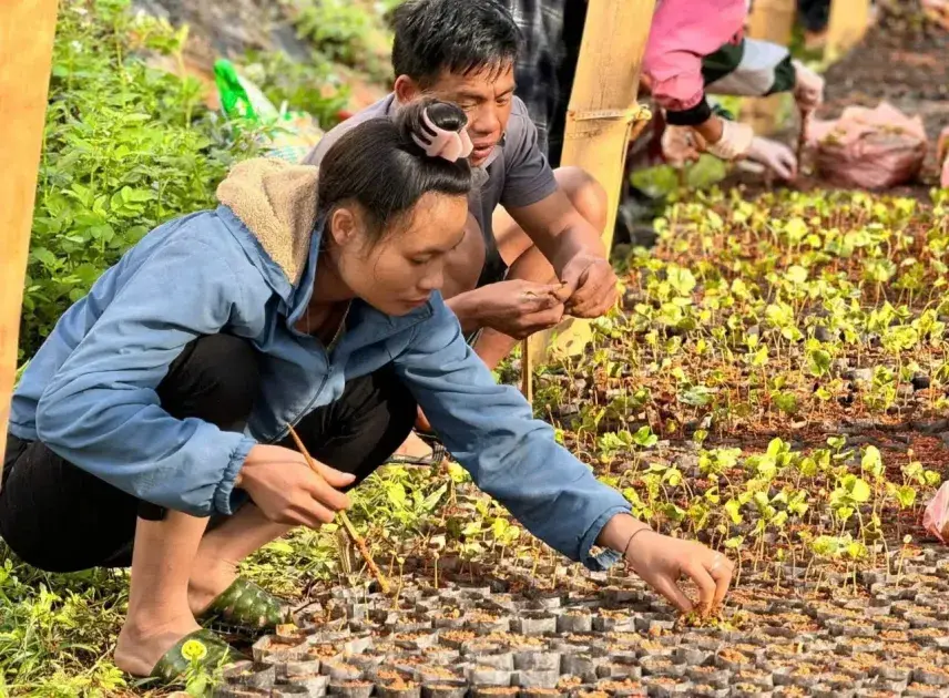 Việt Nam dùng GIS đánh giá vùng cà phê chè Điện Biên