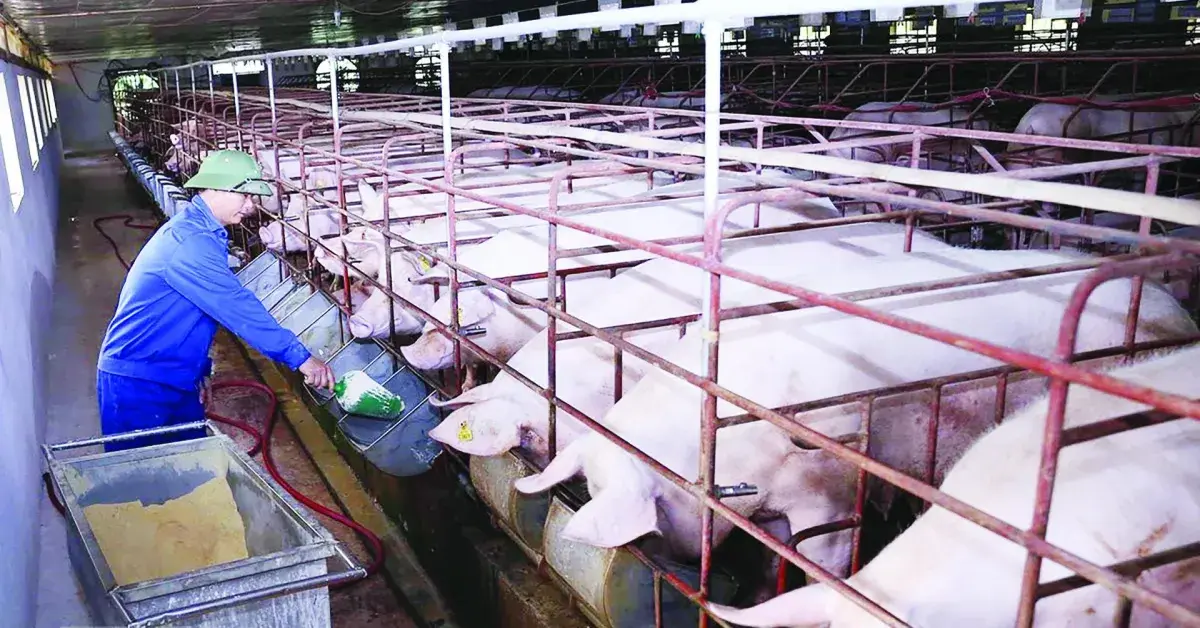 Nghị quyết số 68 về phát triển kinh tế tư nhân trong phát triển Chăn nuôi và Thú y