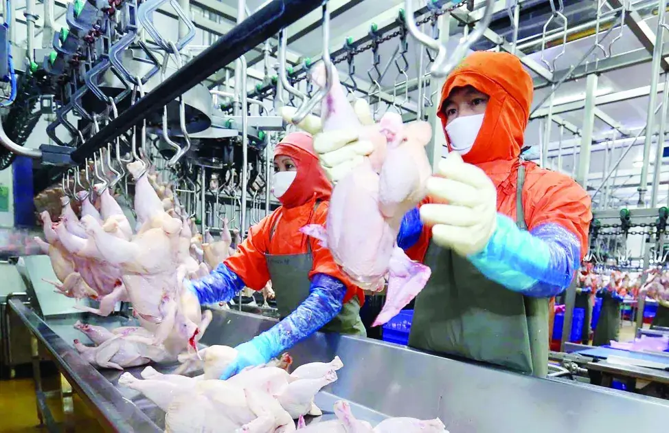 Chăn nuôi Việt Nam trước bước ngoặt phát triển mới