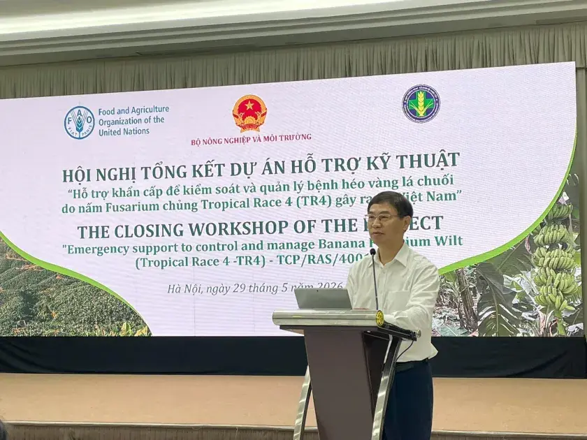 Sớm xây dựng quy trình chuẩn phòng ngừa bệnh héo vàng lá chuối do nấm Fusarium chủng Tropical Race 4 (TR4) gây ra