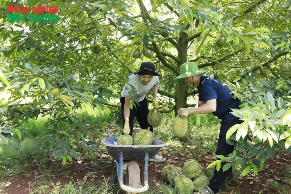 Mã số vùng trồng sầu riêng: Tự giác canh tác, tự tin vươn xa