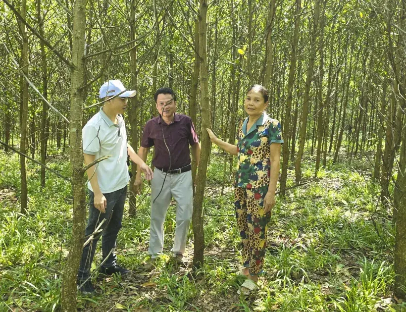 Như Thanh: Giữ rừng từ những triền keo xanh