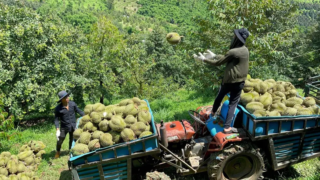 Khánh Hòa tạo động lực mới cho kinh tế tập thể trong nông nghiệp