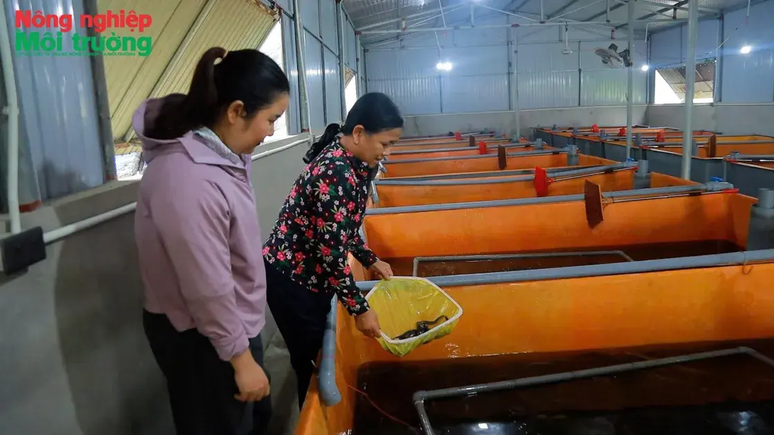 Nuôi lươn không bùn loay hoay tìm đầu ra